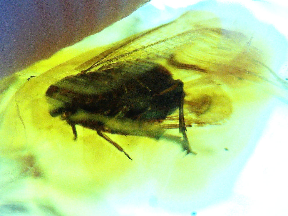 Thumbnail: 2 Dominican amber with fly and termite under microscope