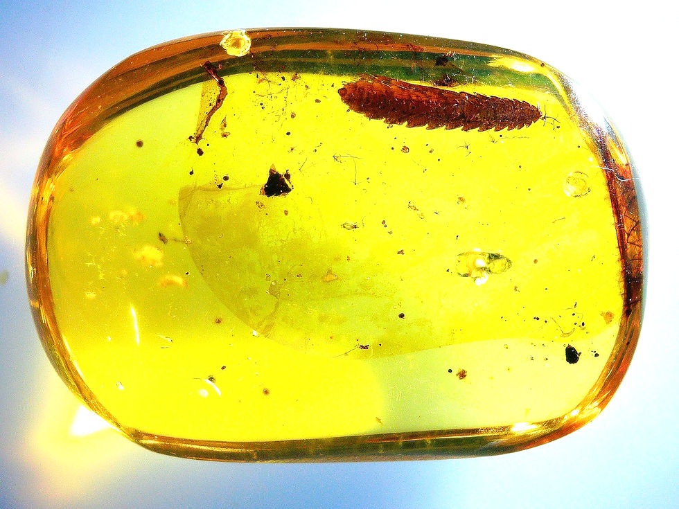 Burmese Amber with worm over light board