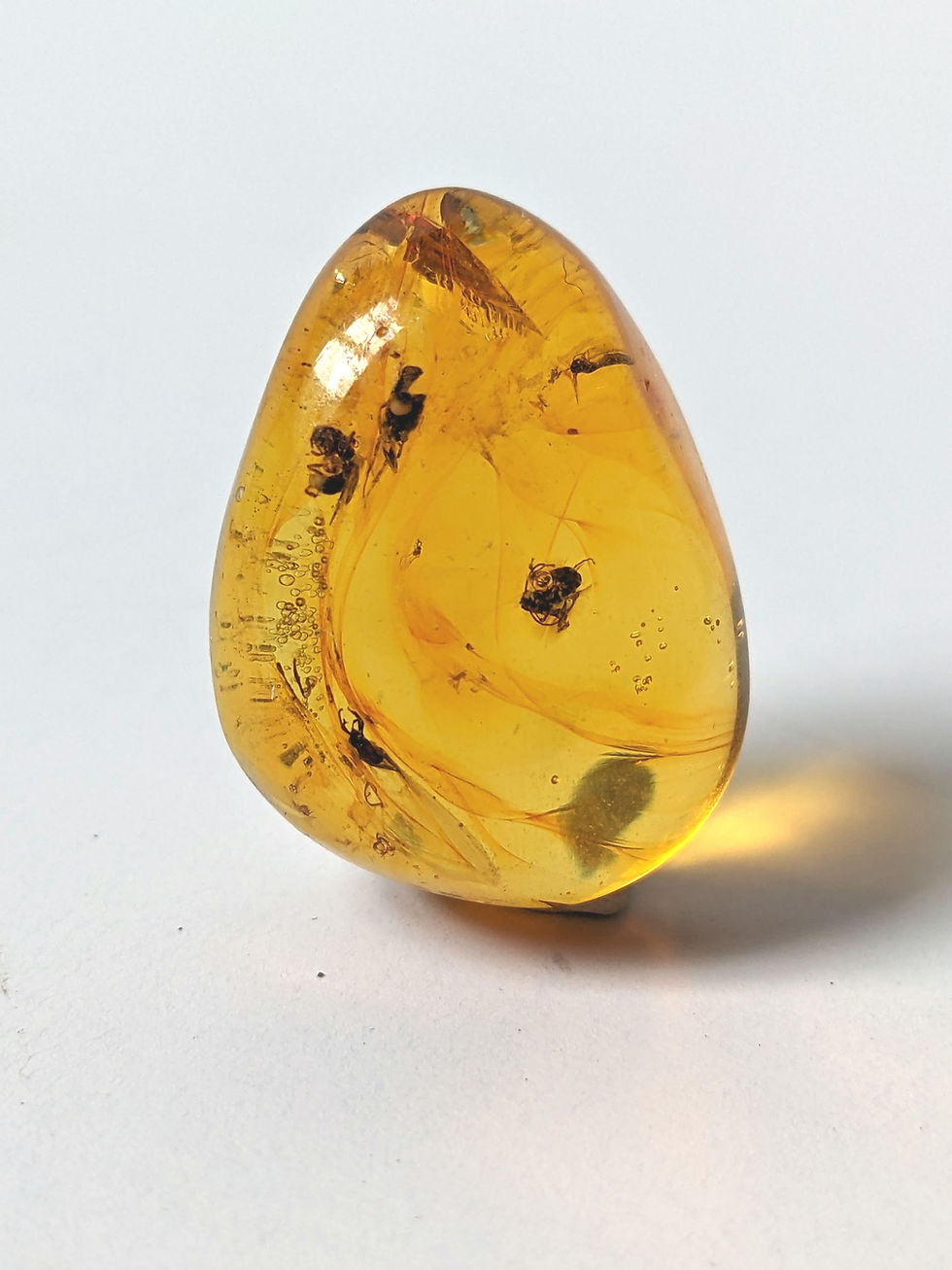 Thumbnail: Insect in amber, wasp in amber with three flies in amber. Amber with Multiple insects including a wasp and three flies