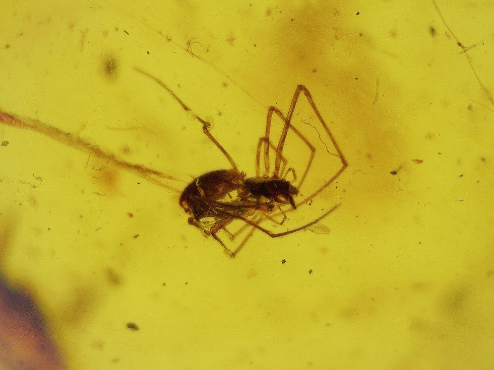 Burmese amber with spider and others under microscope