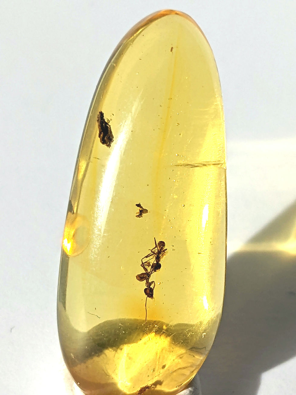 Thumbnail: Insects In Amber #192 • 2 Clear Ants & Tiny Mosquito 