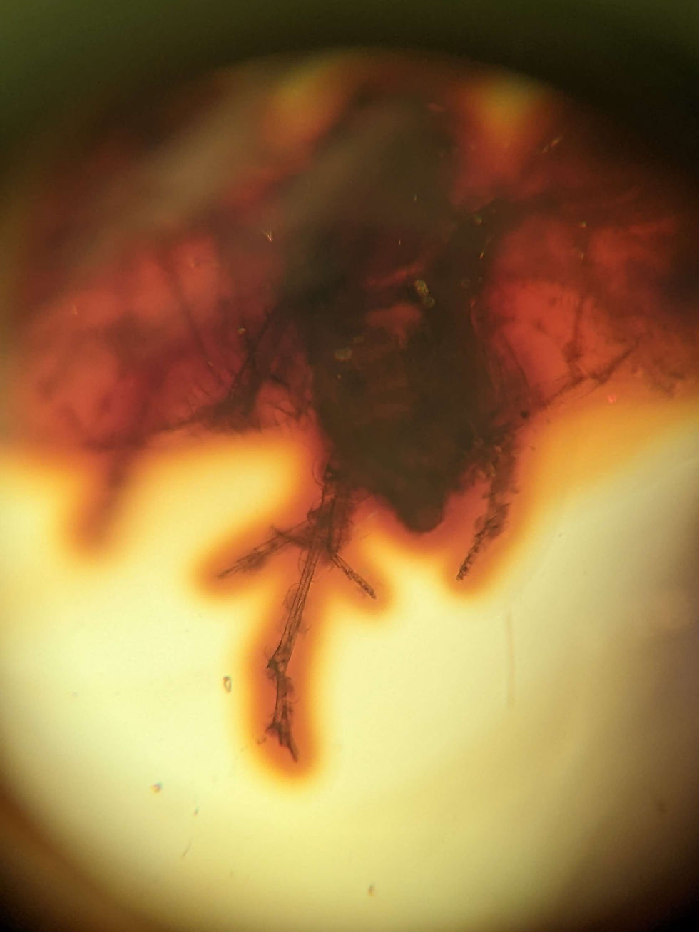 Thumbnail: Amber with insects, this amber has multiple gnats and mosquitos inside. Authentic amber from the Dominican Republic.