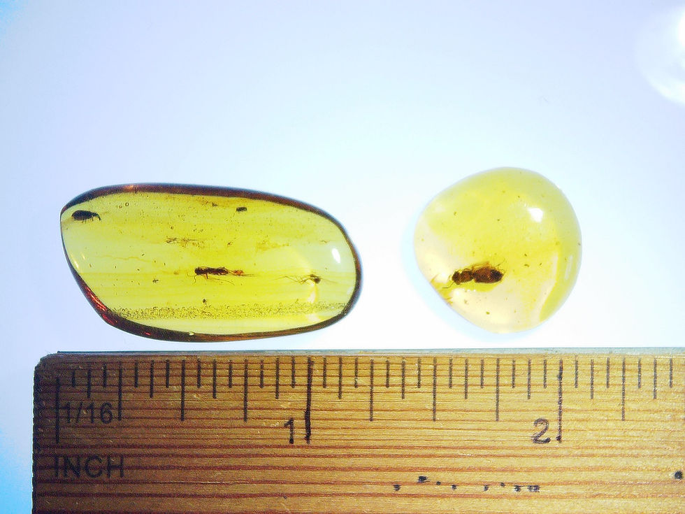 Thumbnail: Burmese amber with fly and beetle over ruler