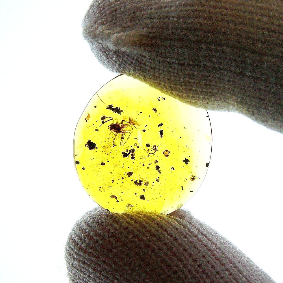 Thumbnail: Burmese amber with spider held by two fingers