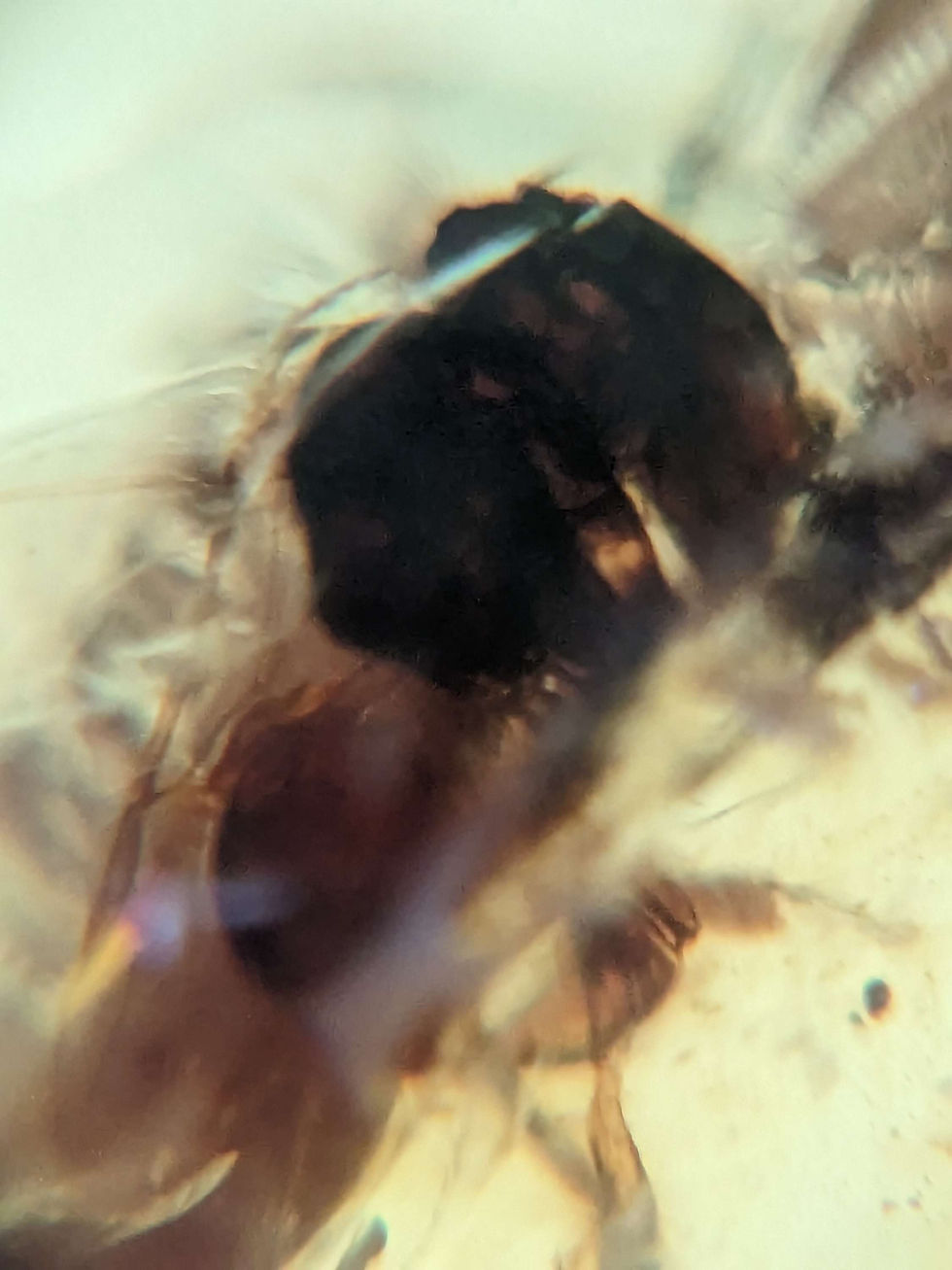 Thumbnail: Amber with Insects #448 • Bees and Wasp