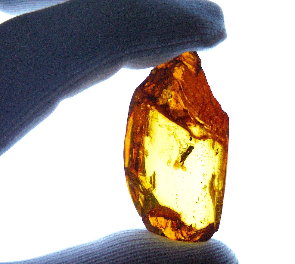 Burmese Amber with cicada inclusion  held by two fingers
