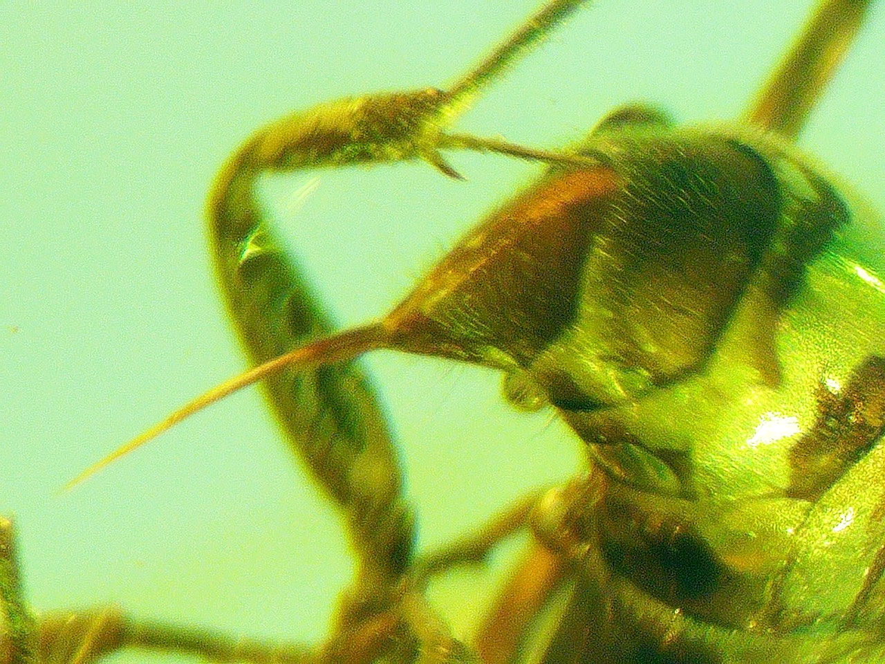 wasp stinger in amber