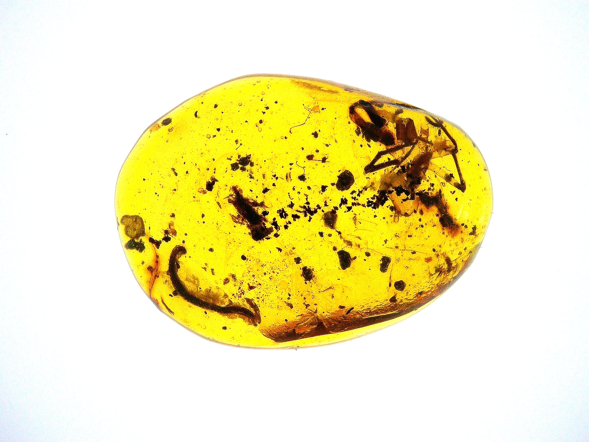 Burmese amber with spider under light board