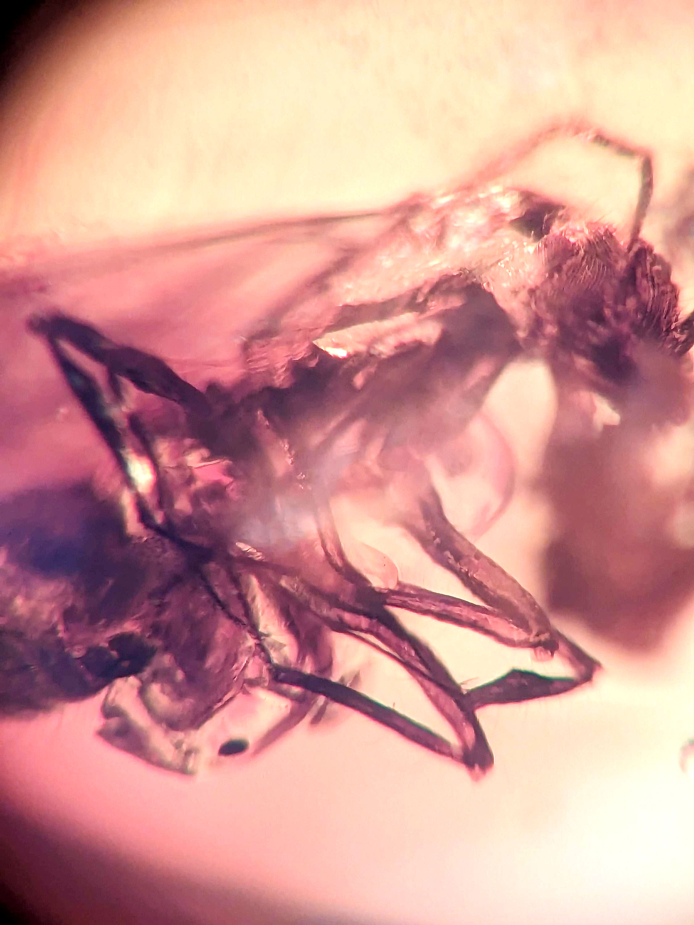 Amber with Insects #483 • Wasp