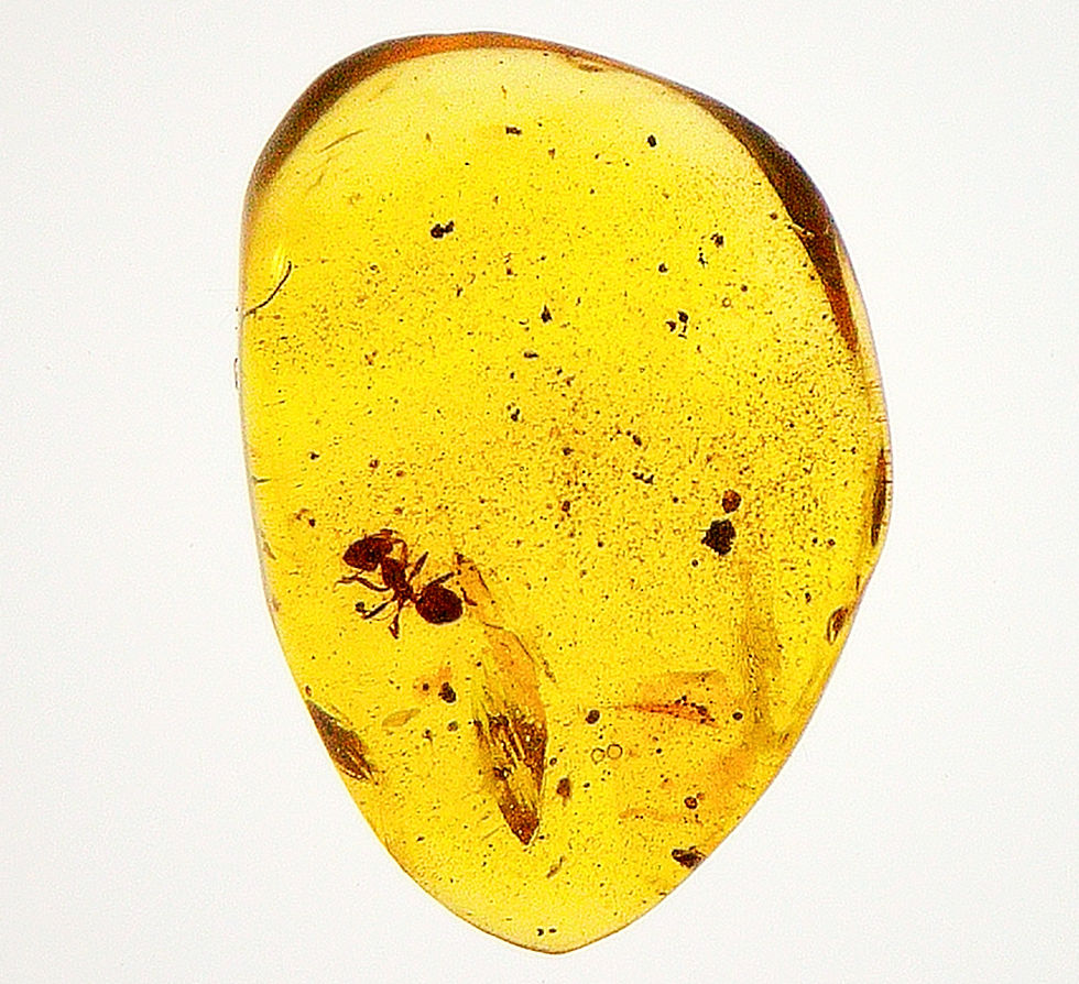 Burmese Amber with ant inclusion displayed on a light board