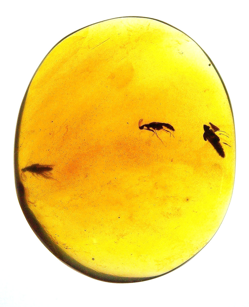 Burmese amber with Diptera over light board