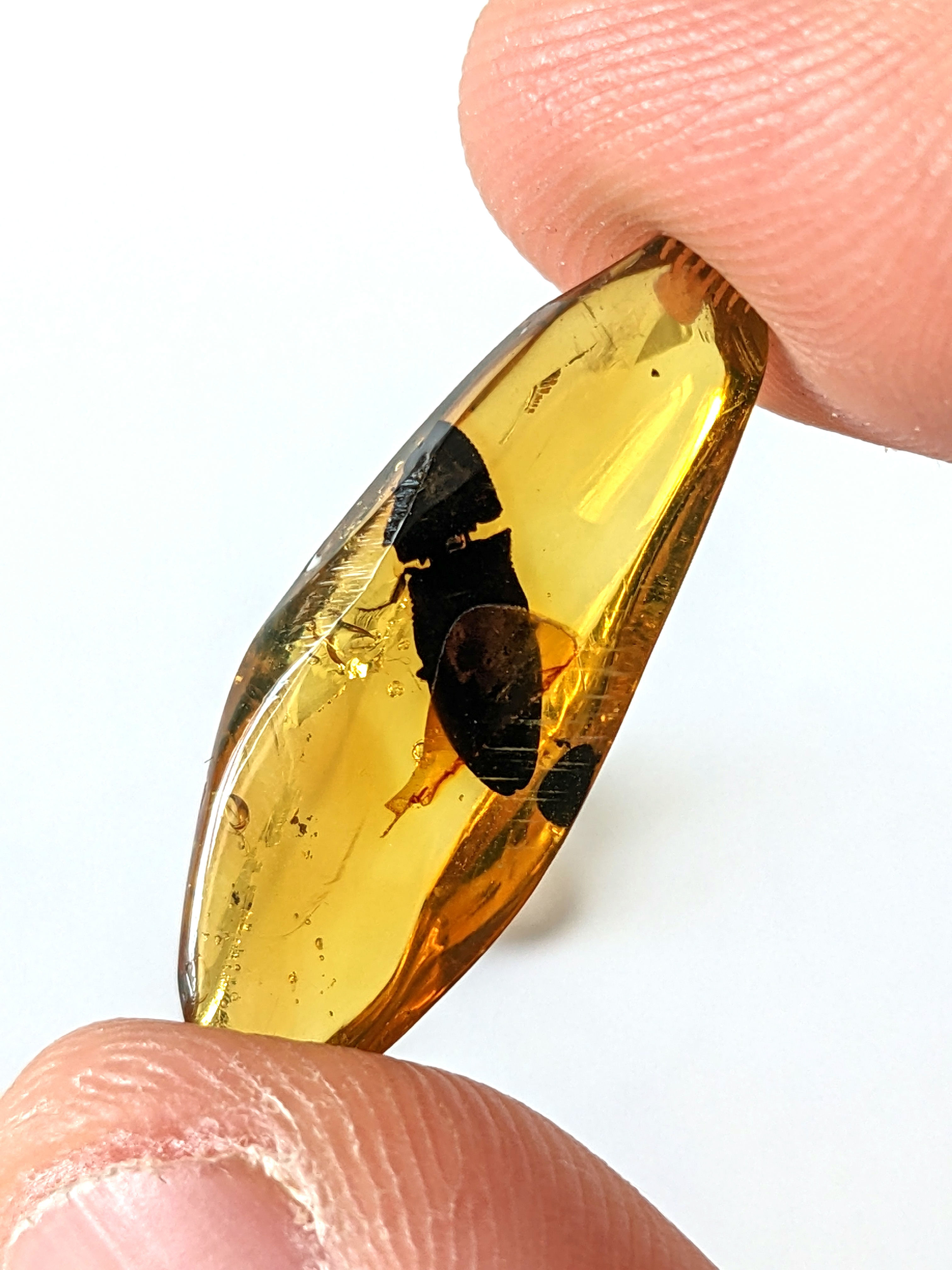 Amber With Insects #369 • Jumping Beetle 