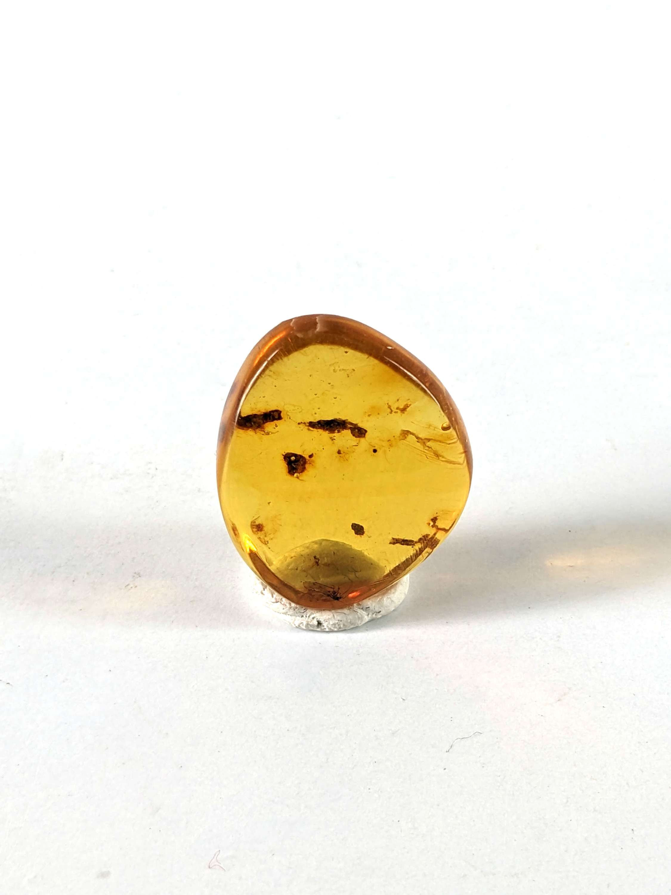 Amber With Insects #398 • Very Clear Fly