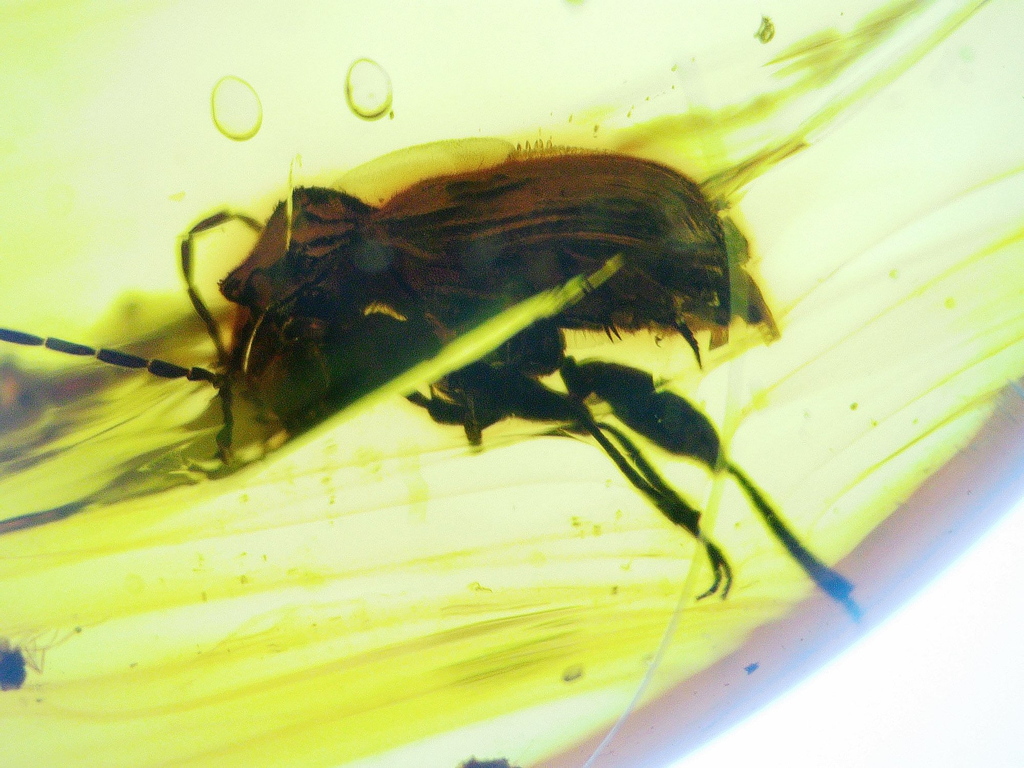 Burmese amber with beetle under microscope