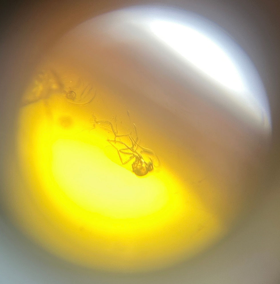 Thumbnail: Amber with insects #710 • Dominican Amber with spider inclusion 