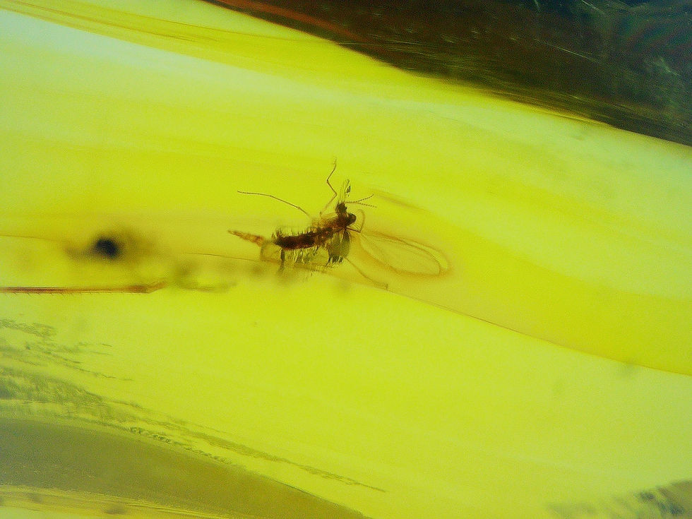 Thumbnail: Dominican amber with flying insect inclusion under microscope