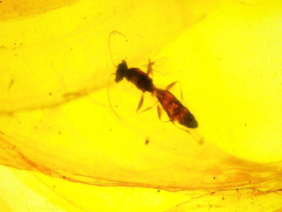 Burmese amber with crane fly inclusion under a microscope