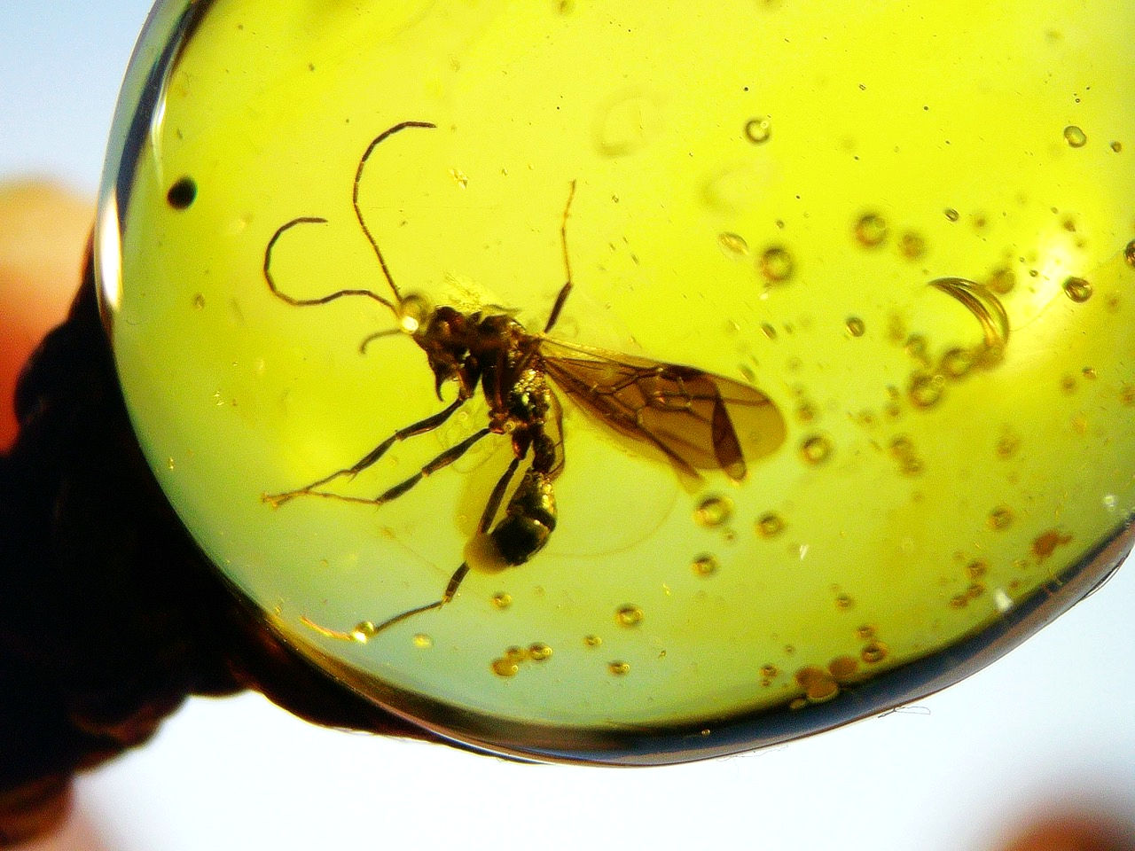 wasp in amber