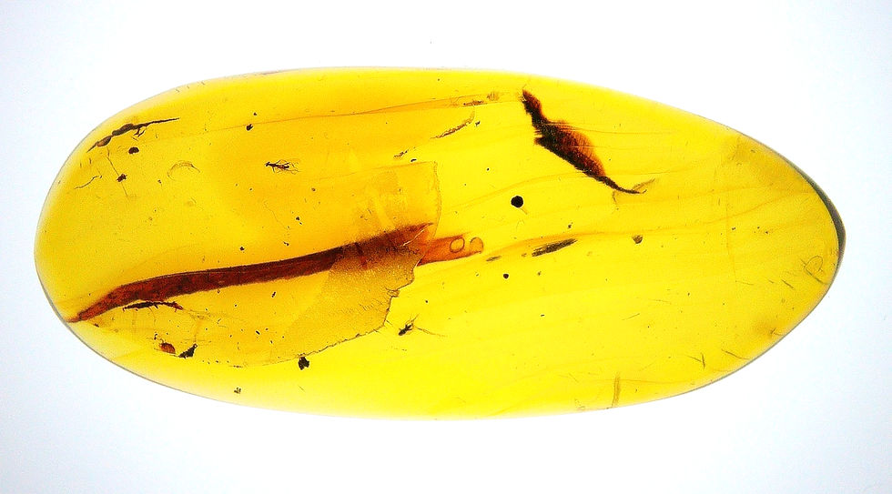 Dominican Amber with flies over light board