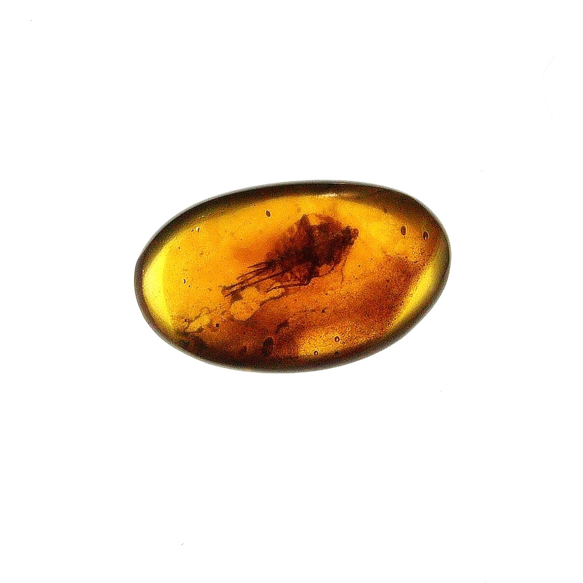 Burmese amber with cockroach over lightboard