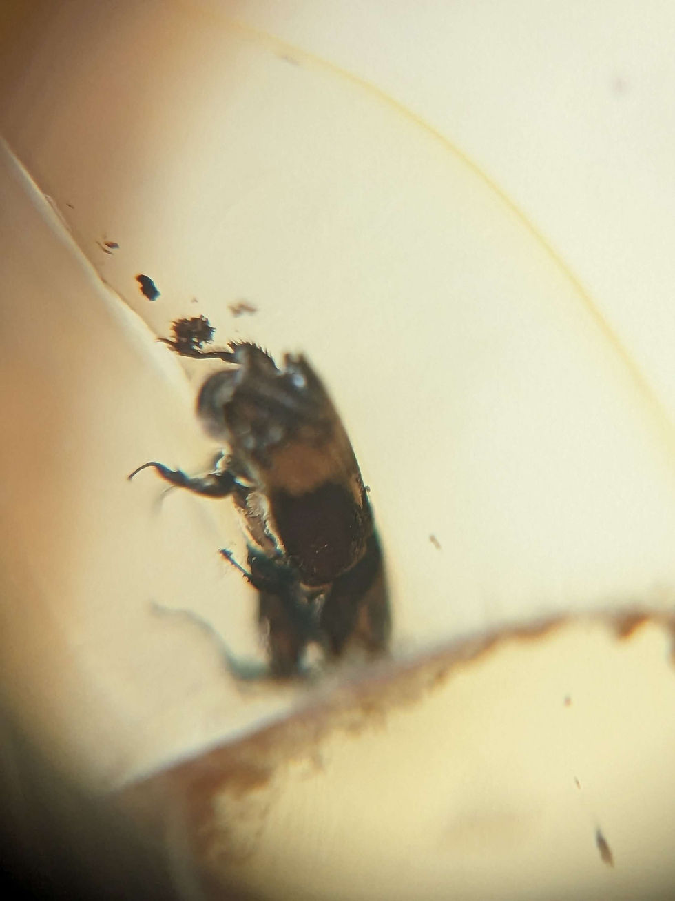 Thumbnail: Amber with Insects #416 • Beetles