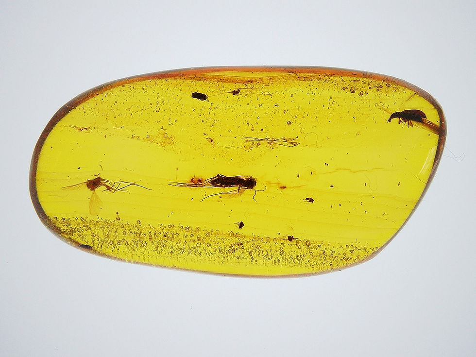 Thumbnail: Burmese amber with fly and beetle over light board