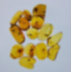 Baltic Amber Pieces With Insects Inside