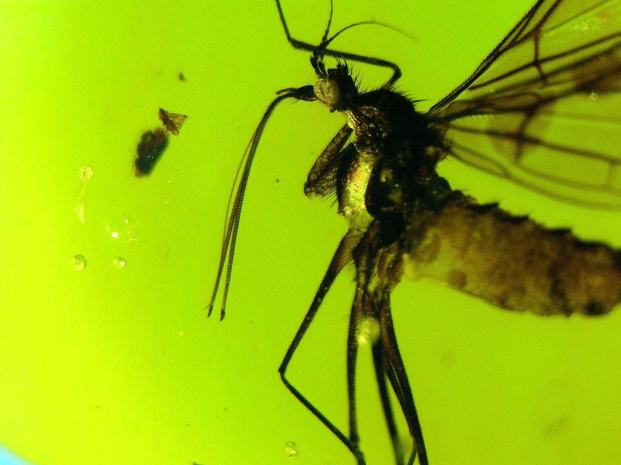 large fly in amber