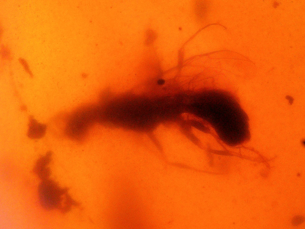 Thumbnail: Burmese amber with partial leaf and wasp inclusion under a microscope