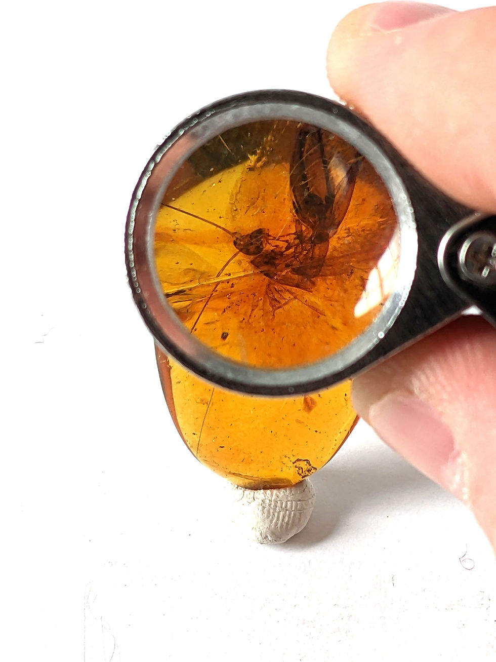 Thumbnail: Amber With Insects #357 • Grasshopper 
