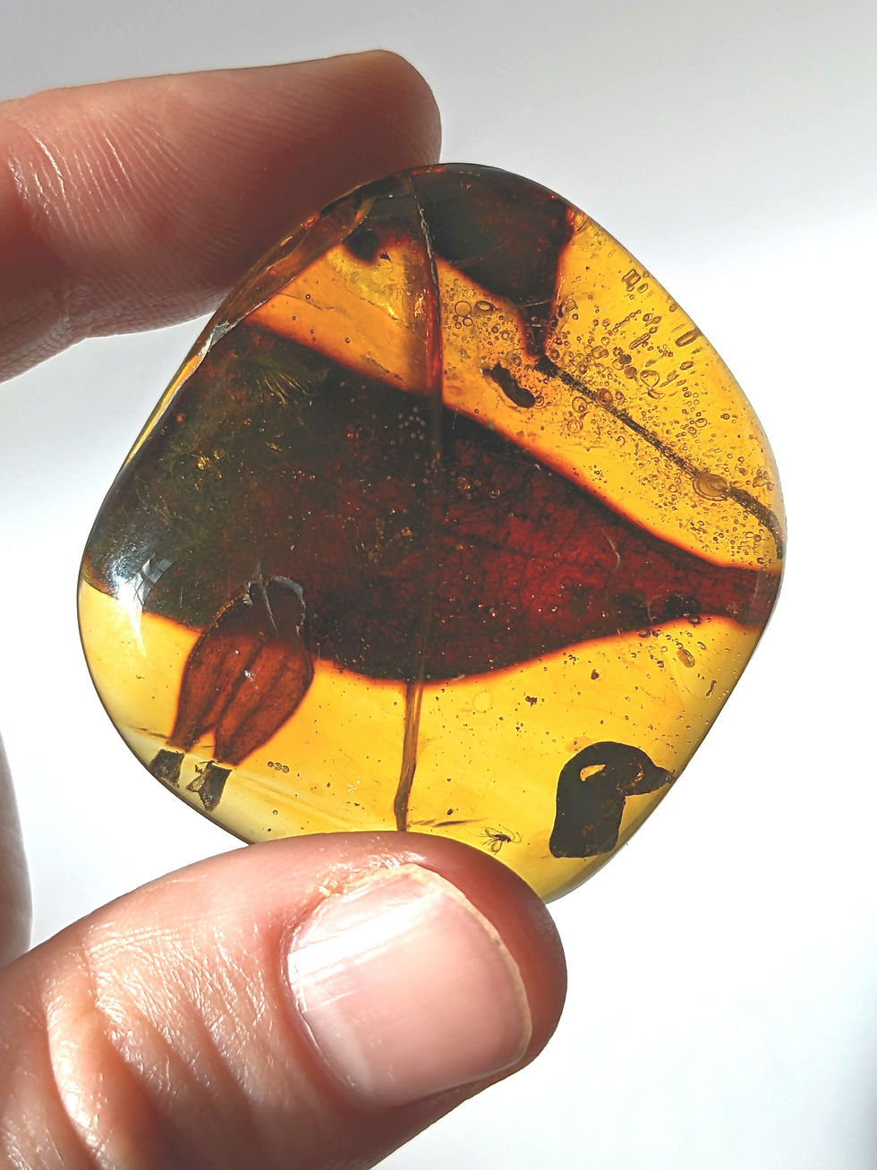 Thumbnail: Amber With Insects #122 • Large Leaf, 2 Small Leaves, Twig, Small Clear Mosquito
