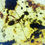 Thumbnail: Burmese amber with ant under microscope