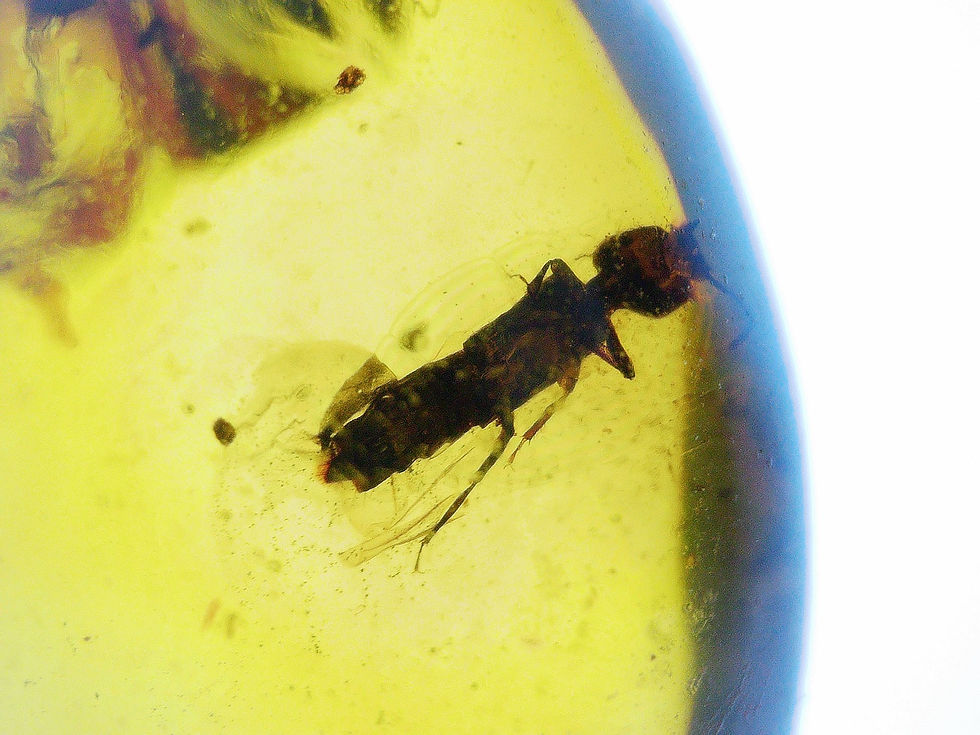 Burmese amber with fly and hopper under microscope