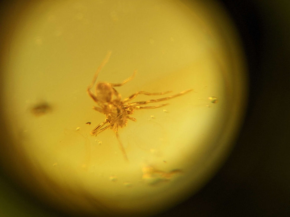 Thumbnail: Small spider insect in amber, small mosquito insect in amber, amber with insects amber with insects, Amber insect under micro