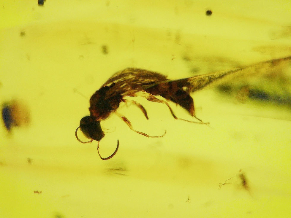 Thumbnail: Burmese amber with wasp under microscope