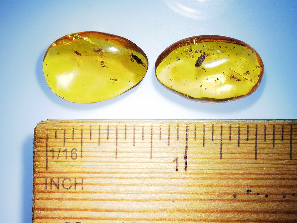 Thumbnail: 2 Burmese amber with insects over ruler