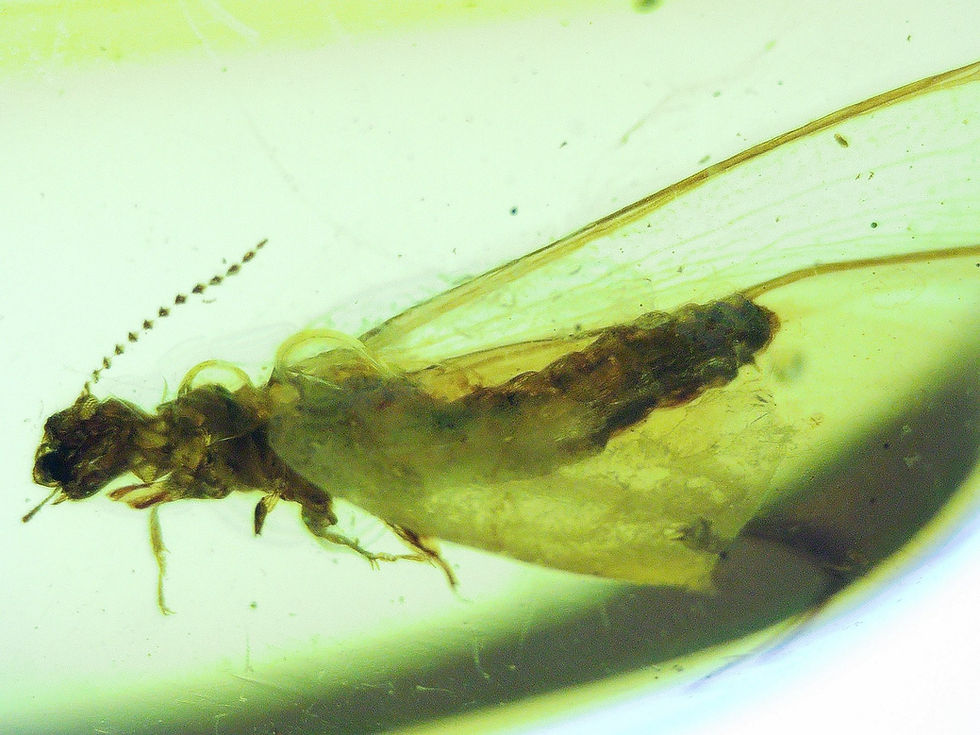 Burmese amber with termite and roach under microscope