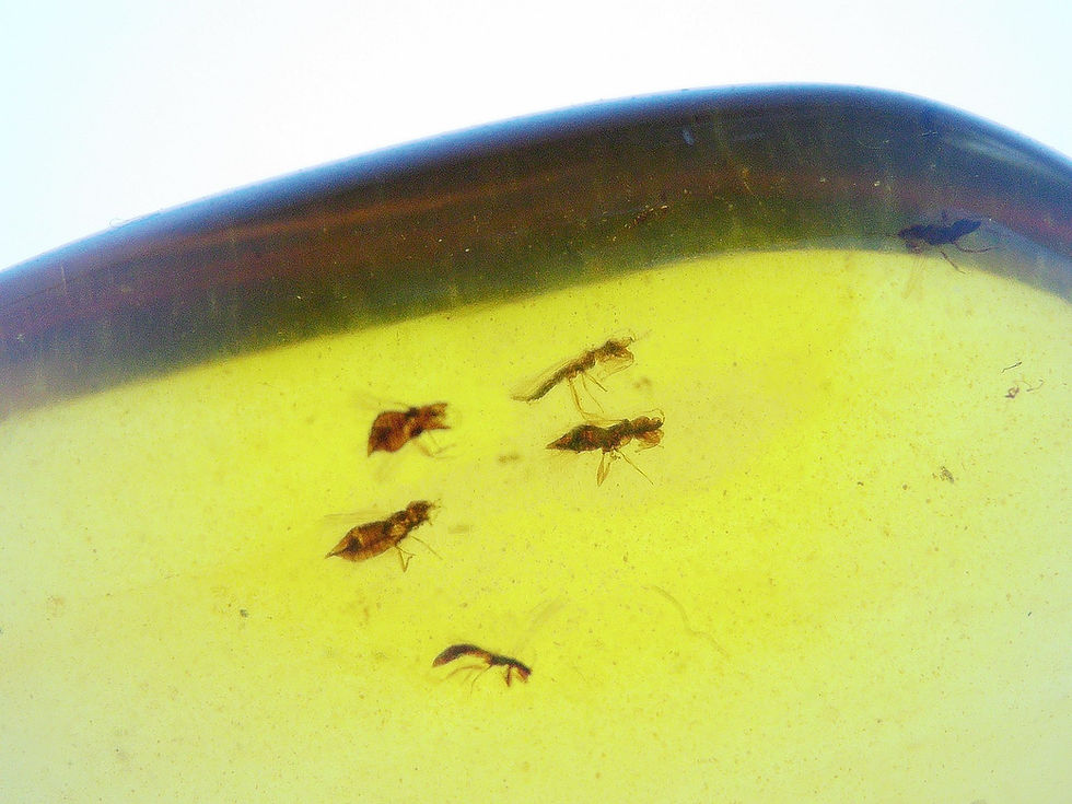 Thumbnail: Burmese amber with beetle and midges under microscope