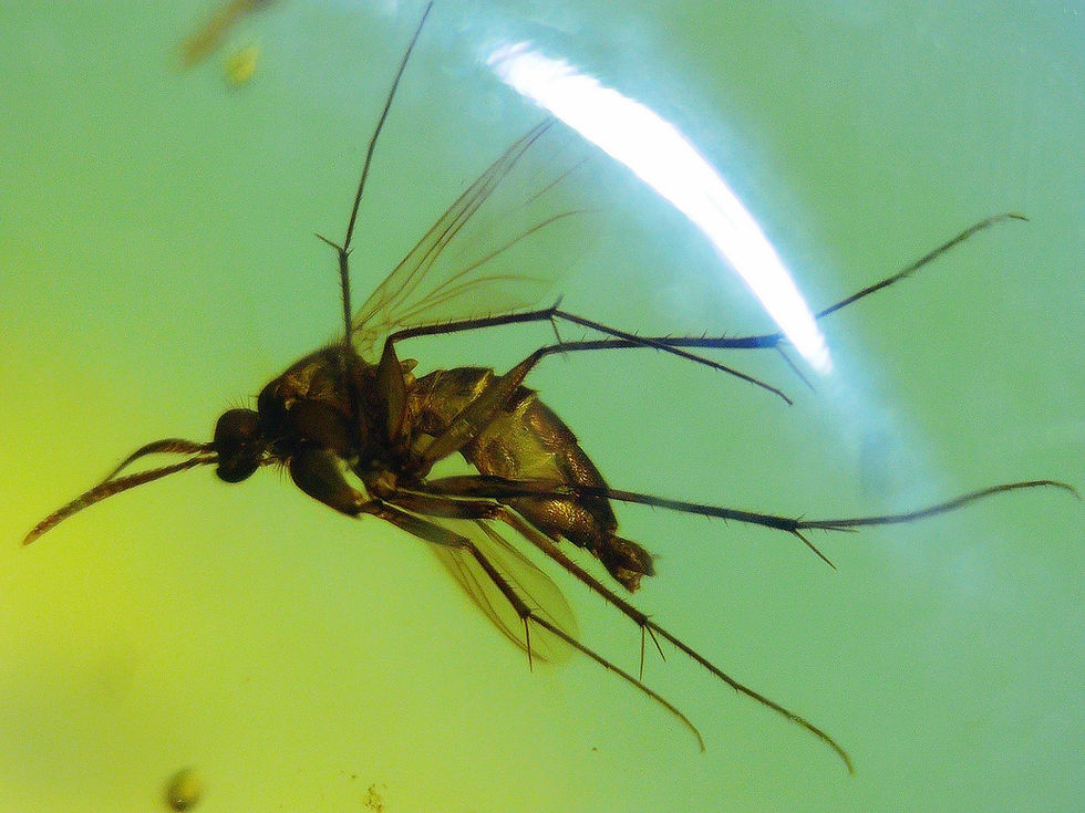 Burmese amber with mosquito under microscope