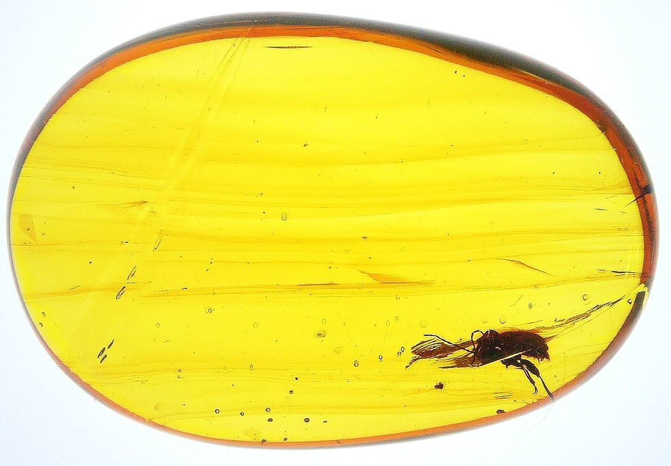 Thumbnail: Burmese amber with beetle over light board