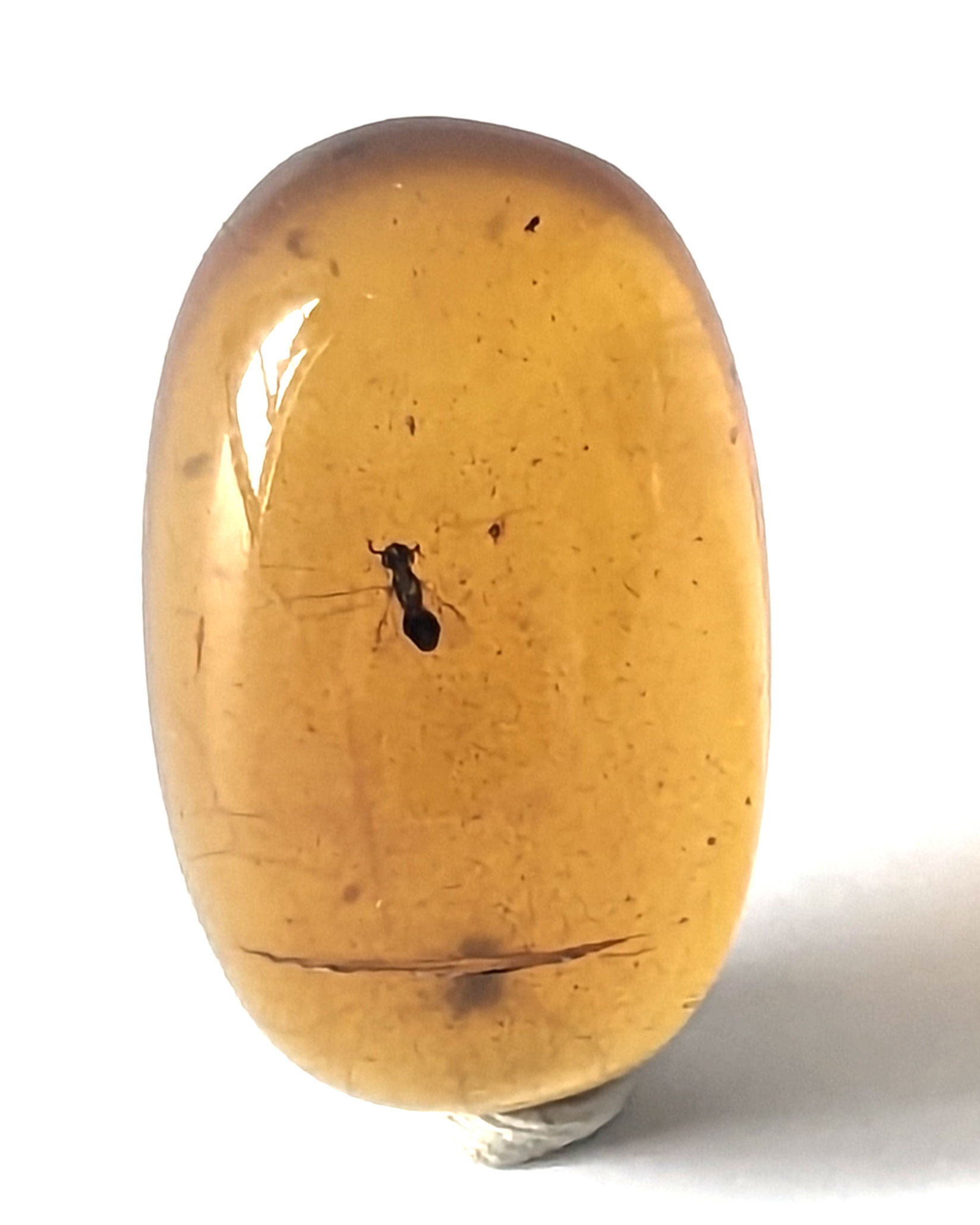 Amber with Insects #577 Fly and Cockroach