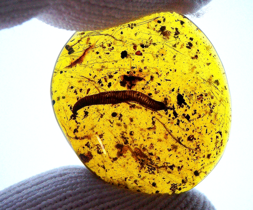 Thumbnail: Amber with insects #1093 • Burmese Amber with worm inclusion