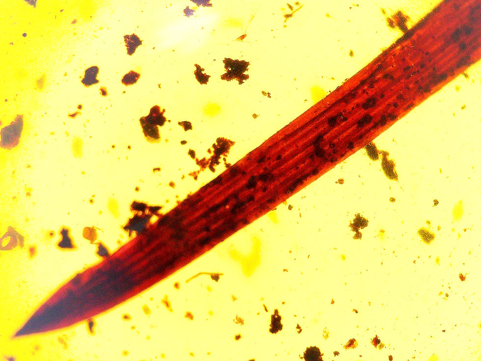 Burmese amber with leaf inclusion under a microscope