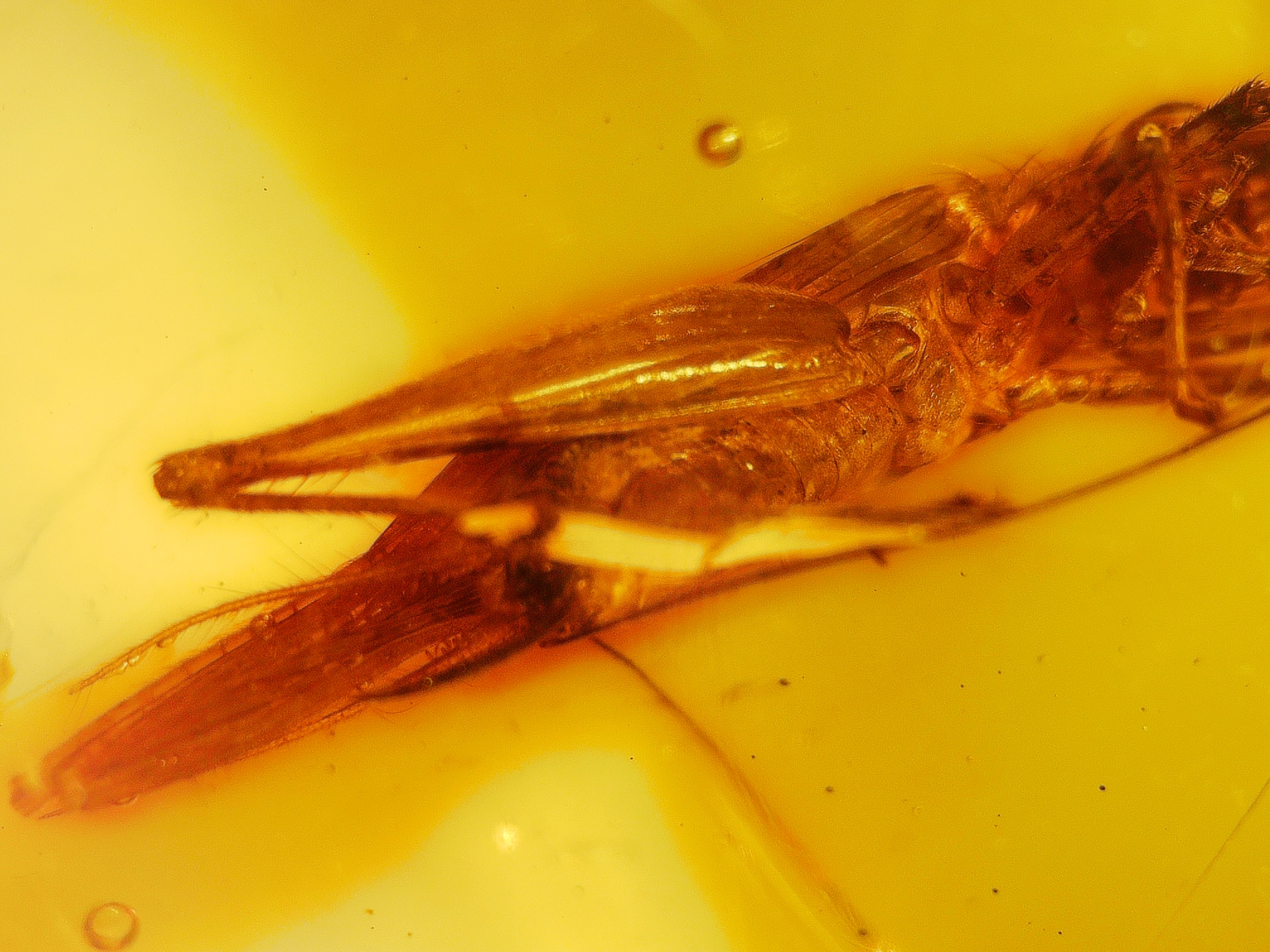 Dominican Amber with grasshopper under a microscope