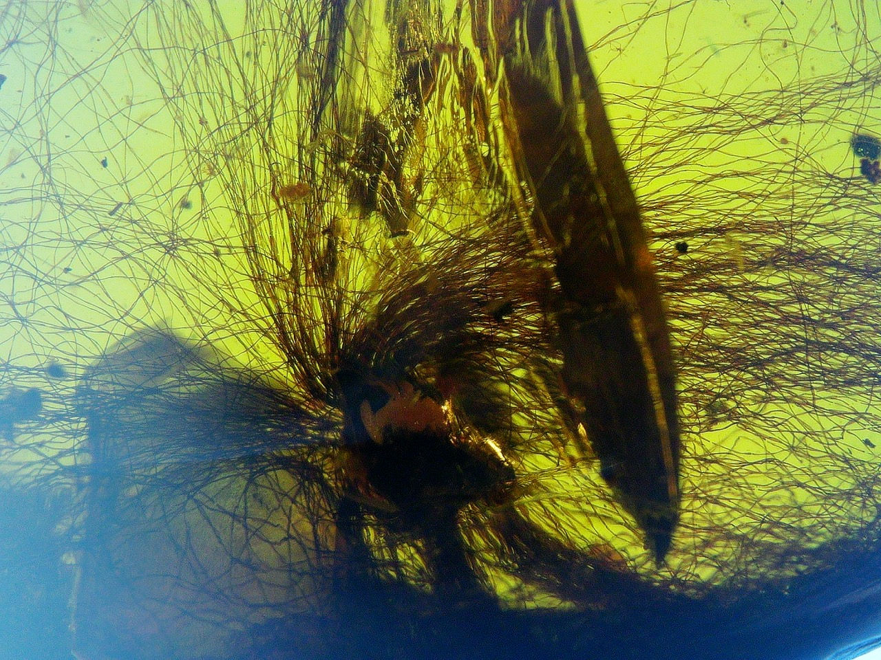flower in amber