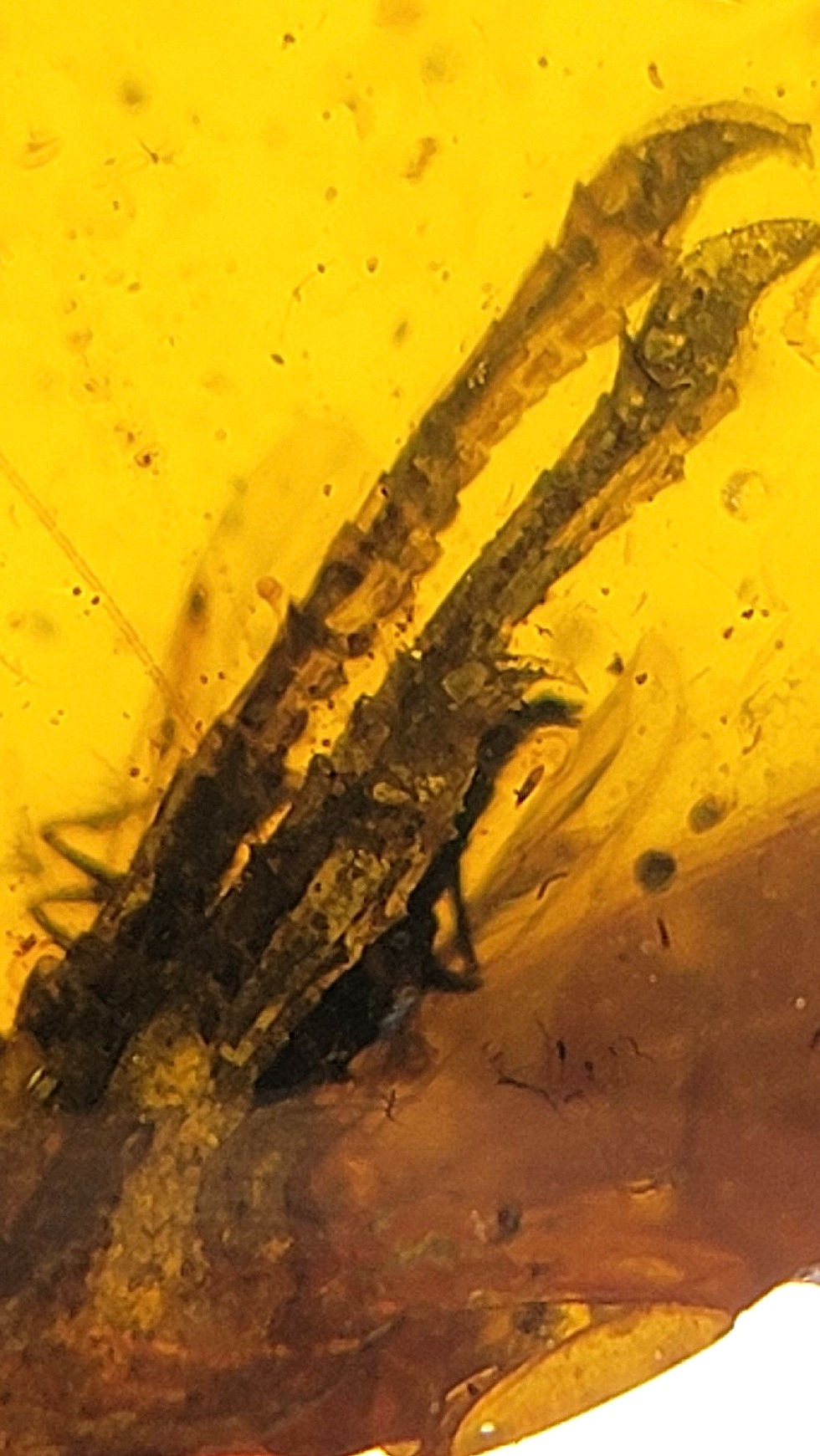 Thumbnail: Burmese Amber with Lizard foot inclusion.