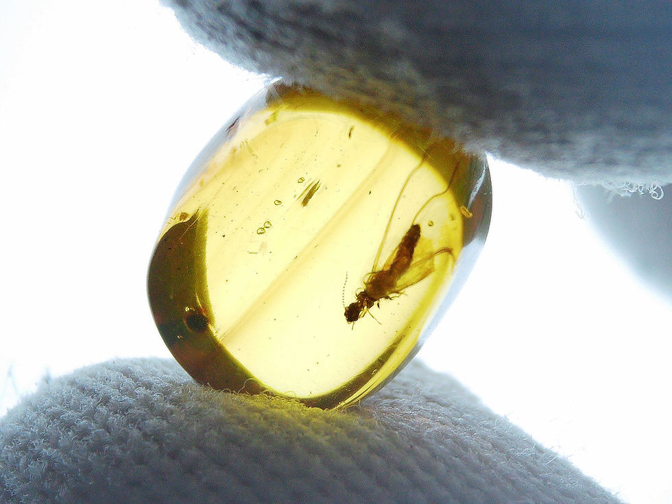 Thumbnail: Burmese amber with termite and roach held by two fingers