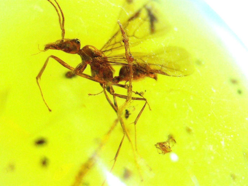 Dominican Amber with wasp under microscope