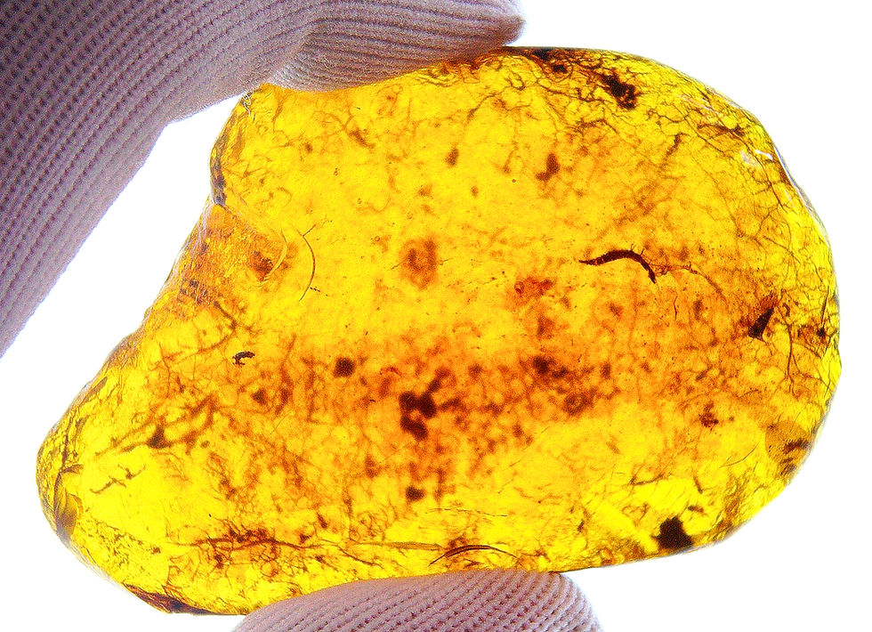 Thumbnail: Burmese amber with Raphidioptera larva inclusion held between two fingers