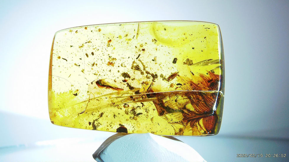Thumbnail: Amber with feathers #002 • Burmese Amber With Multiple Feathers